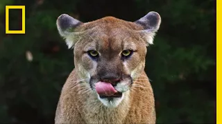 see why the mysterious mountain lion is the bigfoot of big cats short film showcase