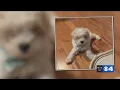 Woman says Petland sent her bills even though puppy died 2 weeks after she bought her