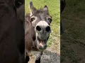 Download Lagu Donkey Thinks He’s the Next American Idol (Epic Fail)! 🫏