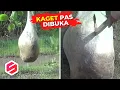 Lagu KEPOMPONG RAKSASA, Pas Dibuka Isinya di Luar Dugaan, Bikin Kaget... 😱