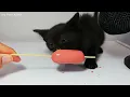 Top 5 Kitten ASMR Eating Compilation