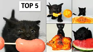 Download Top 5 Kitten ASMR Eating Compilation MP3