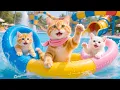 Mama Cat Rescues an Abandoned Kitten, Cooks a Delicious Meal, and Takes It to the Water Park 🐾💖💦