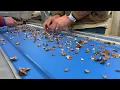 Industrial Black Walnut Cracking Machine CRC Cracking Line - Up to 1 000