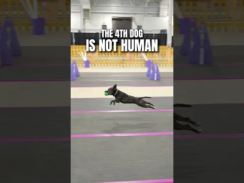 This dog is NOT human