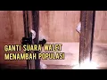 Download Lagu CARA GANTI SUARA UNTUK MEMIKAT ANAK WALET DAN  MENAMBAH POPULASI