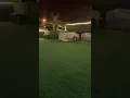 Funny gif pictures Like When you have drunk three Red Bulls