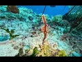 Diving in North Ari Atoll Maldives from Ellaidhoo 2026