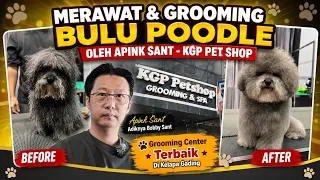 Merawat & Grooming Anjing Poodle Oleh Apink Sant KGP Pet Shop Di Kelapa Gading Permai Jakarta Utara