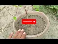 Best liquid fertilizer for all plants | پودوں کی سخت مٹی کو نرم اور زرخیز کیسے بنائیں