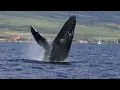 Best Breaching Humpback Whale Footage from Maui 2025