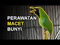 10 Cara CUCAK IJO Macet Bunyi Agar Kembali GACOR!!