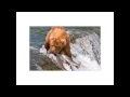 React js Conf 2015 - Refracting React