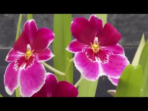 VIVEROS MADRID VIVERO DE ORQUIDEAS