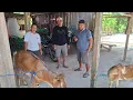 Download Lagu KASIAN NOVA ,KAMBING DARI ( SKC ) || RENCANA MAU DI OPER KAMBING BARU