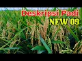 Deskripsi padi new09 ‼️padi unggul berpotensi tinggi dan tahan rebah