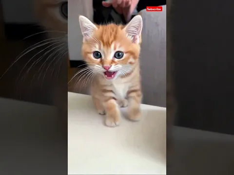 cute kitten scaring meow #cat #kitten #meow #cutecat #catshorts #cats #pets #catlover #kitty #shorts