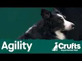 International Invitation - Large Agility Crufts 2026