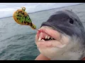 Back Bay Tog Tautog Fish NJ Fishing Tog Sea Bass and a Oyster Cracker Toad Fish
