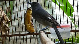 suara pikat murai air mancur