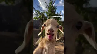 بز حیوانات بره فیلم کلیپ 