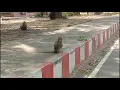 Alagar kovil Monkey counting data collection for yolo object detection train if you can do project