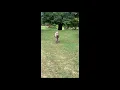 Girl Calls For A Little Donkey To Come Out And He Happily Runs At Her To Play