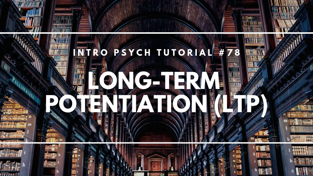 Long-Term Potentiation (LTP) (Intro Psych Tutorial #78)
