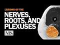Localization of Peripheral Nervous System Lesions