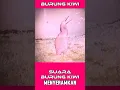 Download Lagu SUARA BURUNG KIWI #duniahewan #animals #suarahewan #burung #faktaunikhewan #shorts #viral