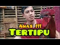 Download Lagu ciri ciri ayam pelung || awas jangan salah pilih