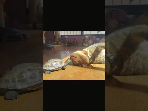 亀が猫を追いかけます #animals