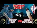 Download Lagu Tengkek Buto Speed Lambat Vs Cendet Kontilanak // Cocok Buat Masteran Cendet Paud