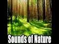 Soft Forest Wind White Noise