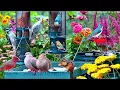 Download Lagu 🔴LIVE 4K Cottage Garden Bird Feeder: Cardinals, Woodpeckers, Song Birds, Bees, Sleep and Flowers