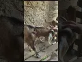 Download Lagu https://youtu.be/qcWgcE9E-pM?si=cDaaSg1oRjPj_TTo