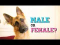 Should I get a male or female German Shepherd