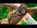 Young Orangutan Falls Victim to Malaria | Orangutan Jungle School 304
