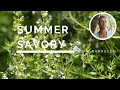 Summer Savory - The Oil of Uninhibited Fervour