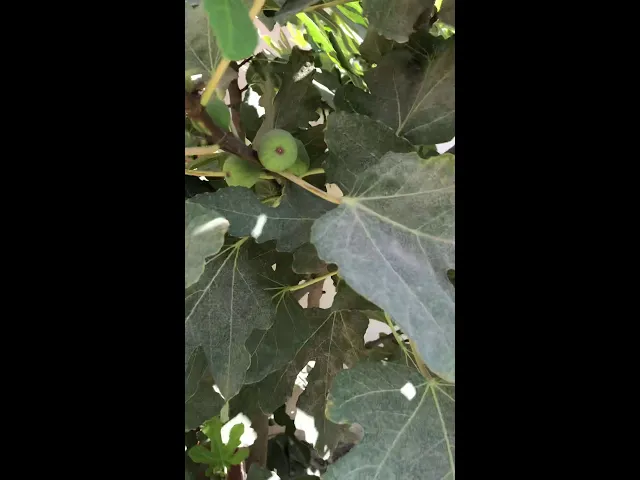 ⁣والتين والزيتون