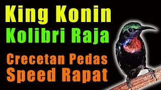Download King Konin (Kolibri Raja) Crecetan Pedas, Speed Rapat ,Suara Garing MP3