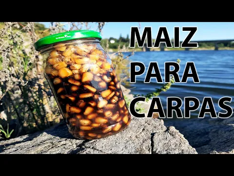 Download MP3 COMO preparar MAIZ para PESCAR CARPAS Y BOGAS - MUY FACIL Y RAPIDO