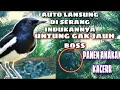 Download Lagu Suara anak Kacer memanggil induknya‼️Bumi Raflesia