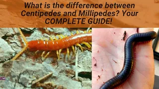 What is the difference between Centipedes and Millipedes Here are 7 ways they are different