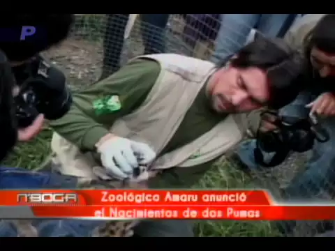 Zoológico Amaru anunció el nacimientos de dos pumas