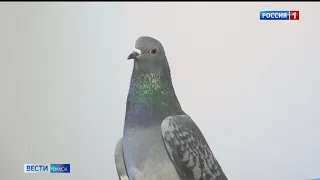 Одну из омских многоэтажек охраняет сизый голубь
