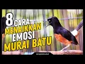 8 Cara Menaikkan Emosi MURAI BATU Agar Mental Kuat \u0026 Agresif