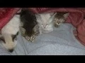 Foster Parents of Rescued Kittens - Montana