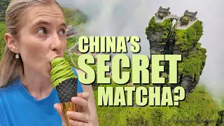 中国小镇竟然向日本出口抹茶