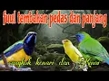 Lagu Fuul tembakan panjang dan pedas 🔥 cungkok kenari dan Kinoi 
